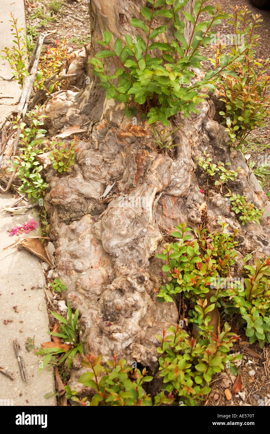 Roots of a very old Crepe Myrtle tree. New Orleans, LA, USA Stock Photo Alamy