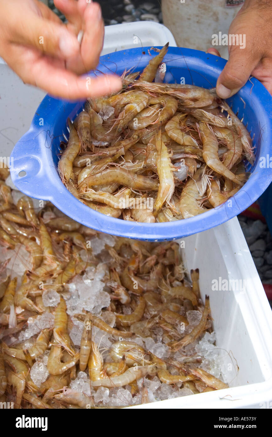 Gulf coast shrimp hi-res stock photography and images - Alamy