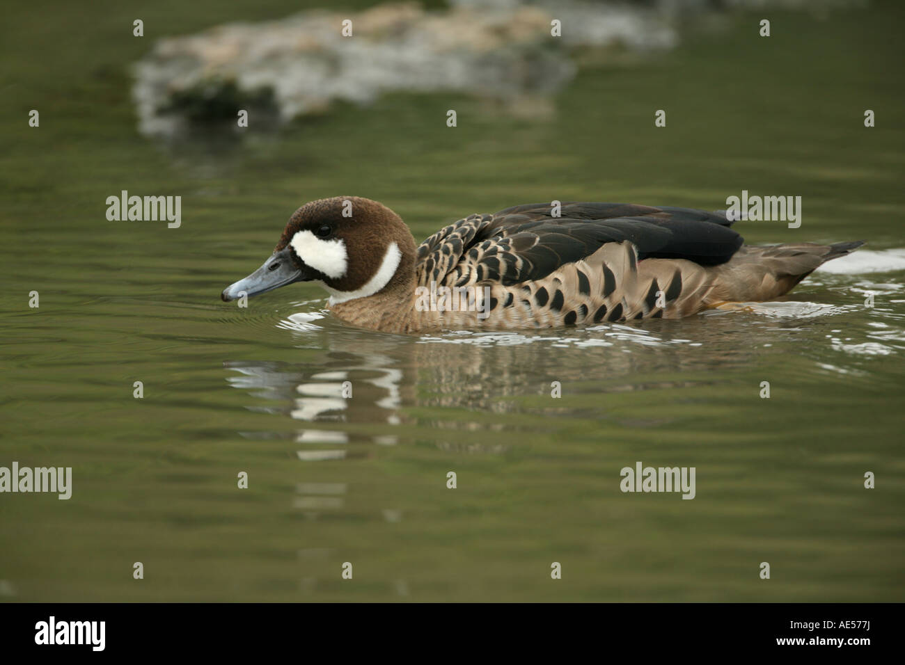 bronzewinged duck or spectacled duck anas specularis bronze winged