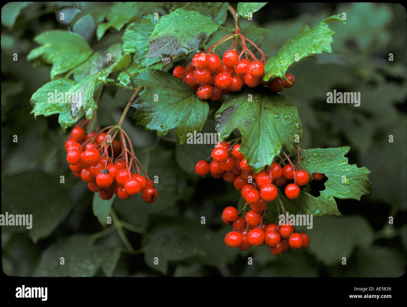 Plant Cranberry Highbush cranberry Stock Photo Alamy