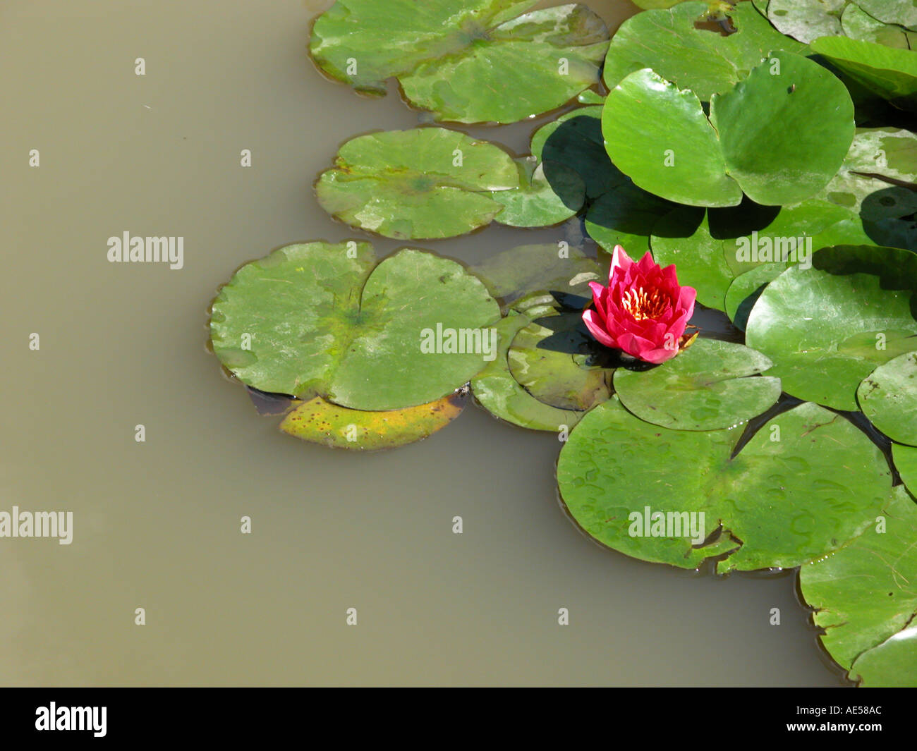 Pink lotus amongst floating leaves in a muddy water pond Stock Photo Alamy