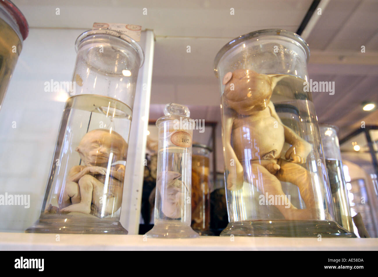 Specimen jars museum of hires stock photography and images Alamy
