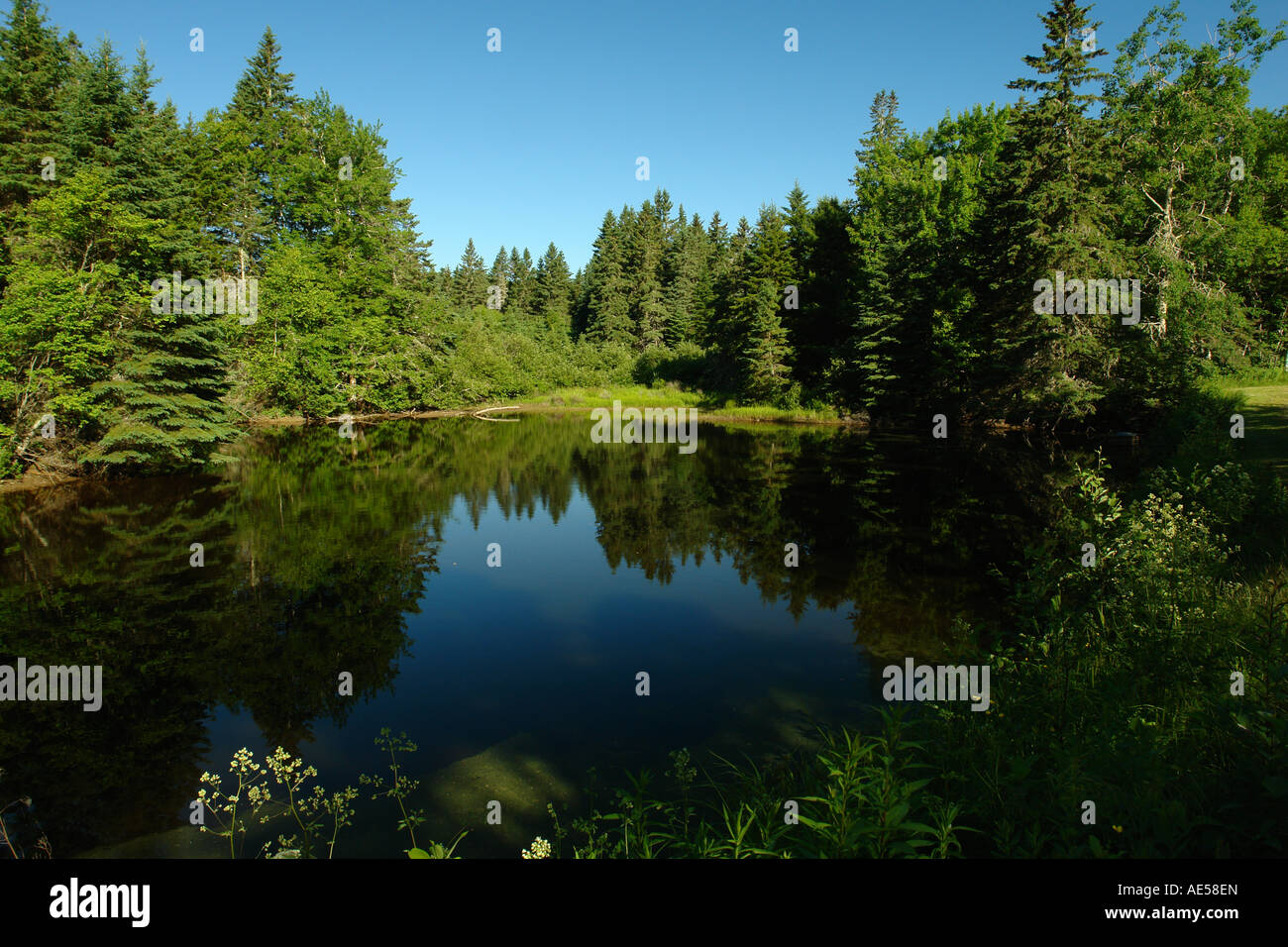 AJD59520, Dennysville, ME, Maine, Cobscook State Park Stock Photo Alamy