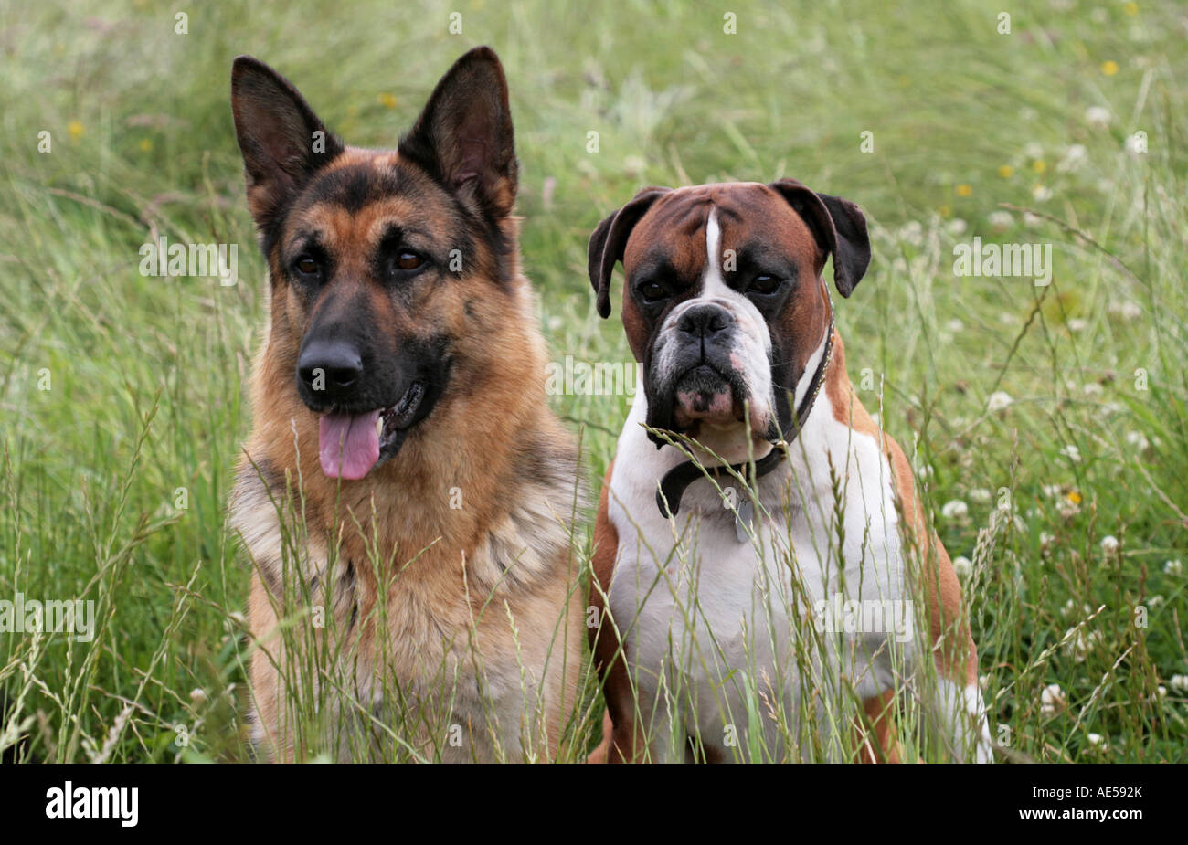 A pair of Guard dogs on full alert Stock Photo