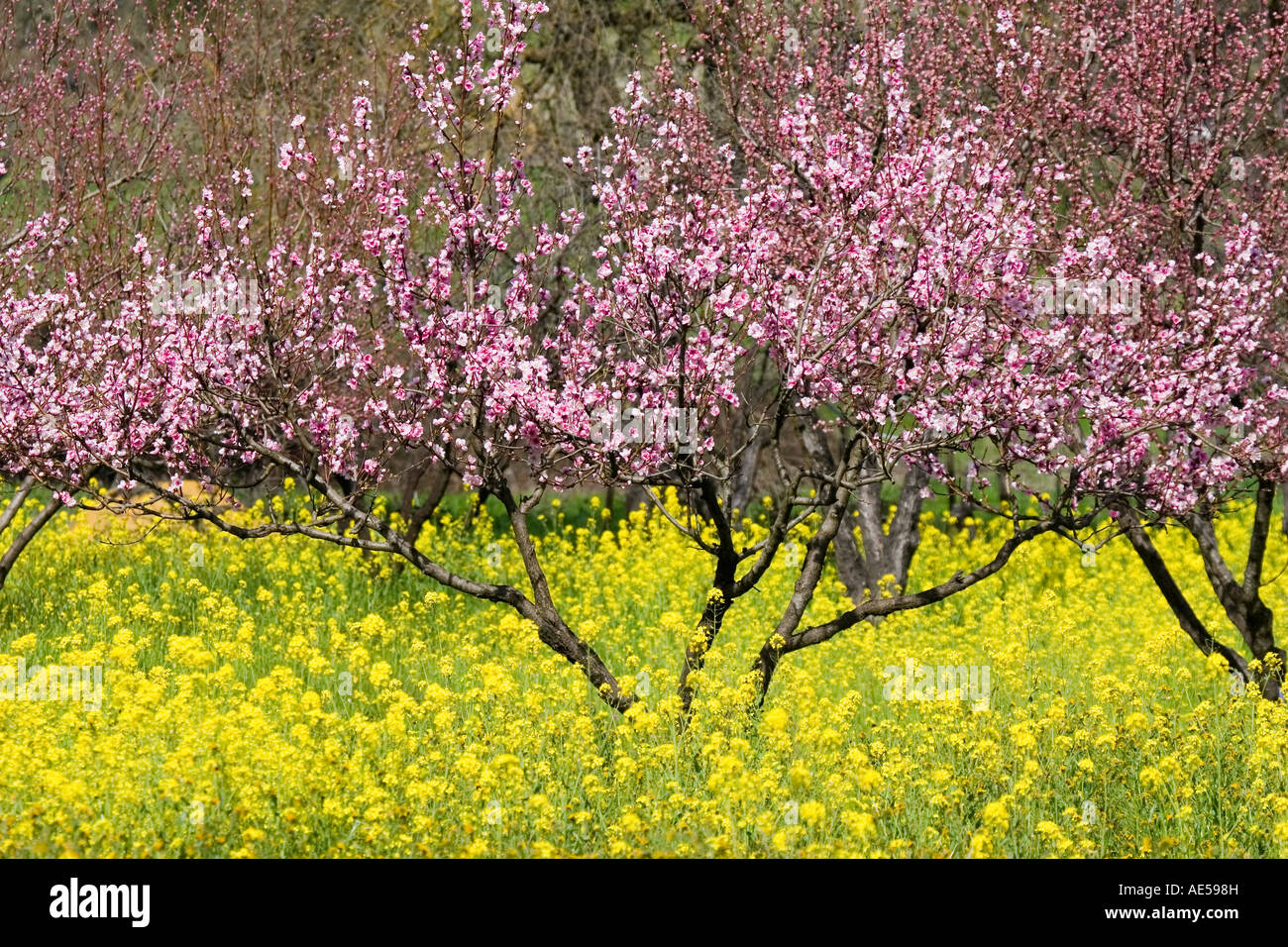 Cherry tree with pink petals blooming in a field of yellow wild mustard in springtime Stock Photo