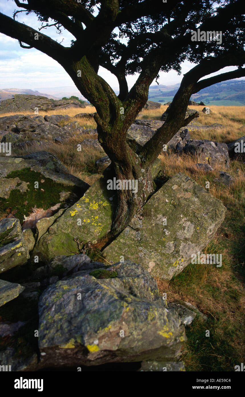 Growing Tree splitting rock biotic weathering Yorkshire Dales Stock