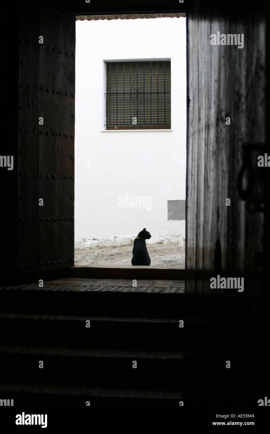 Cat waiting outside open door Stock Photo Alamy