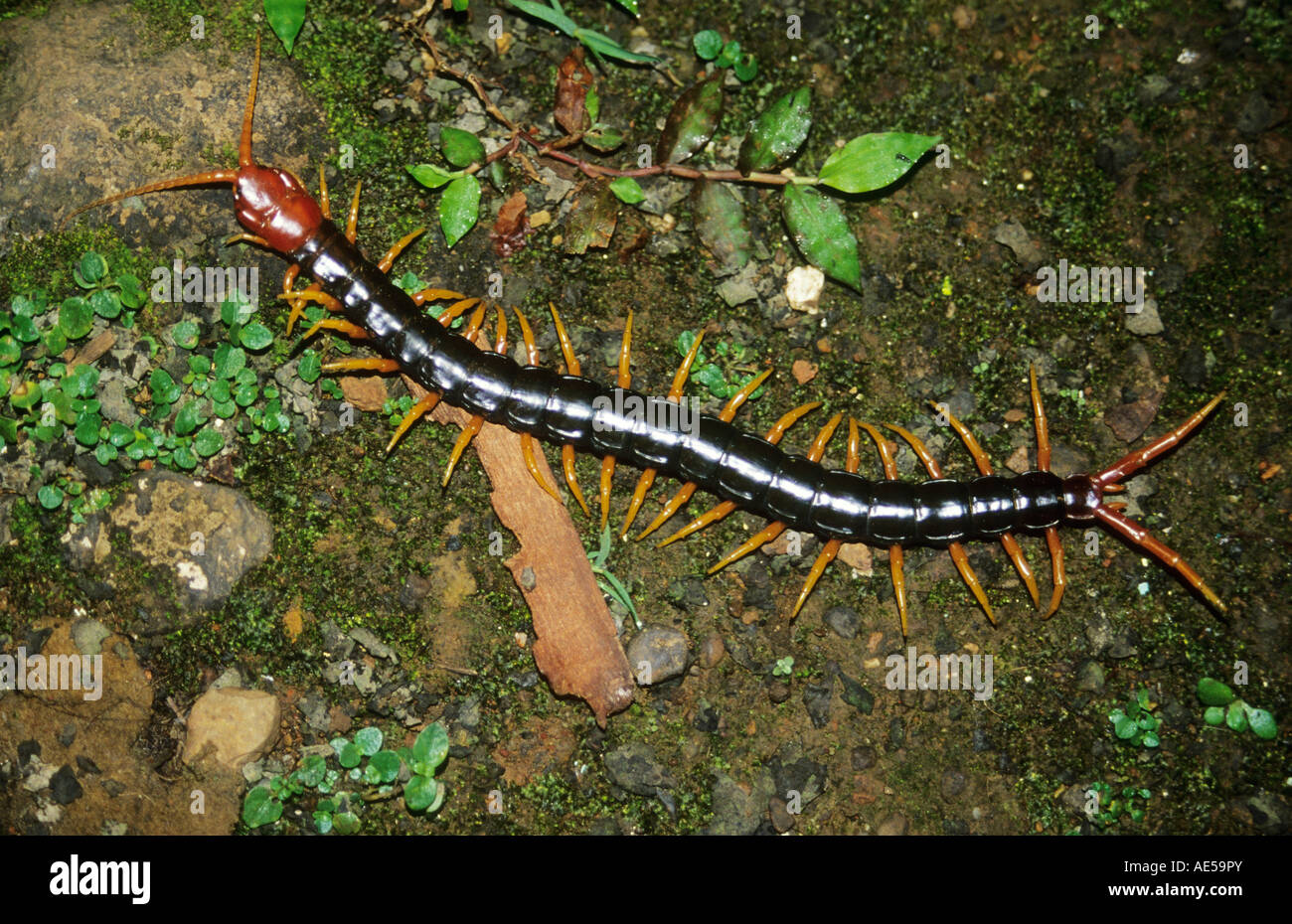 A Centipede in Bhimashankar Wildlife Sanctuary, Maharashtra. Stock Photo