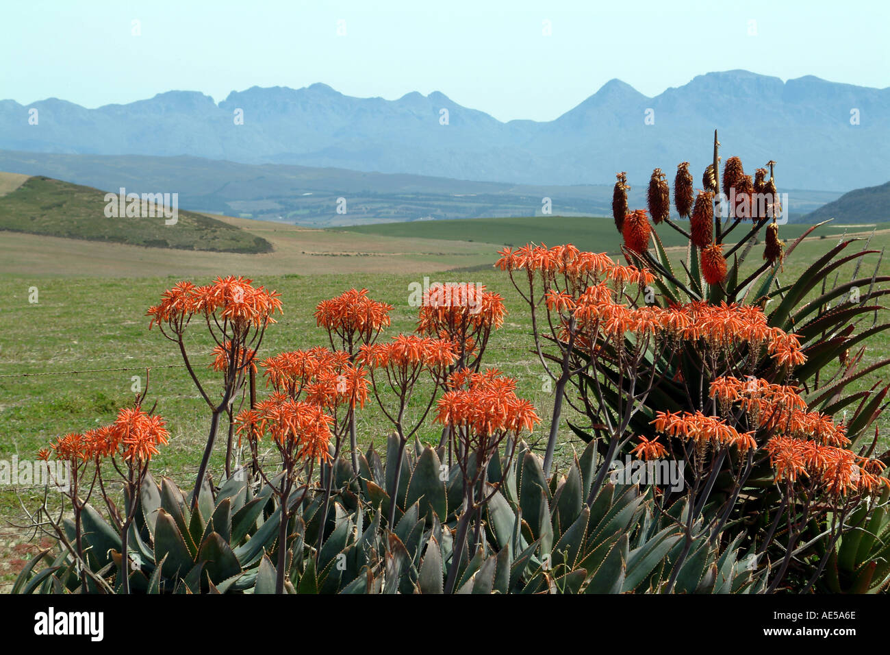 South Africa Flowers Aloes Black Mountains Overberg Near Caledon Western Cape RSA Stock Photo