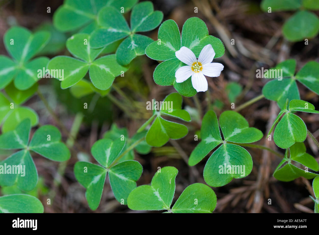 One white mountain phlox flower linanthus grandiflorus growing among clover leaves in Northern California Stock Photo