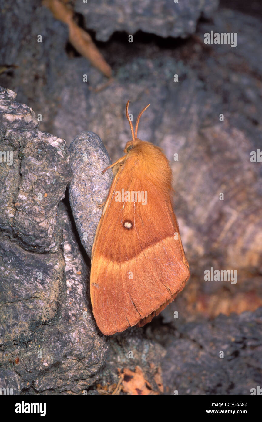 Oak Eggar Moth, Lasiocampa quercus Stock Photo
