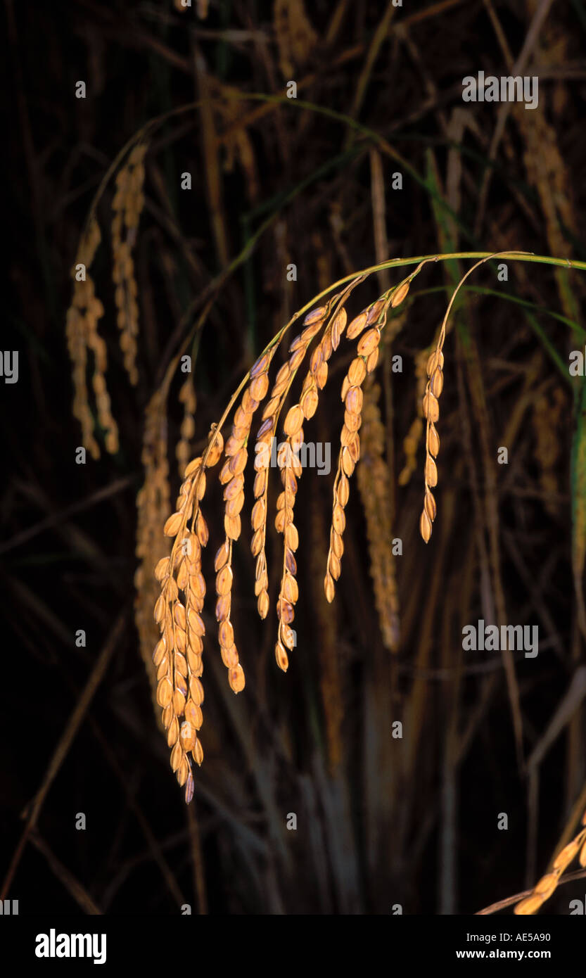 Rice (Oryza sativa). Spikes Stock Photo - Alamy