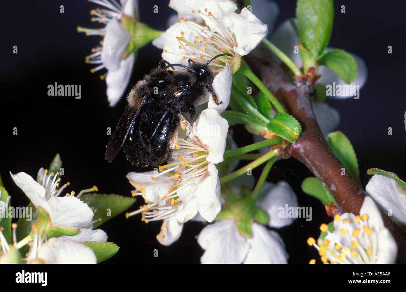 Bees, Panurgus sp. Couple mating on flower Stock Photo Alamy