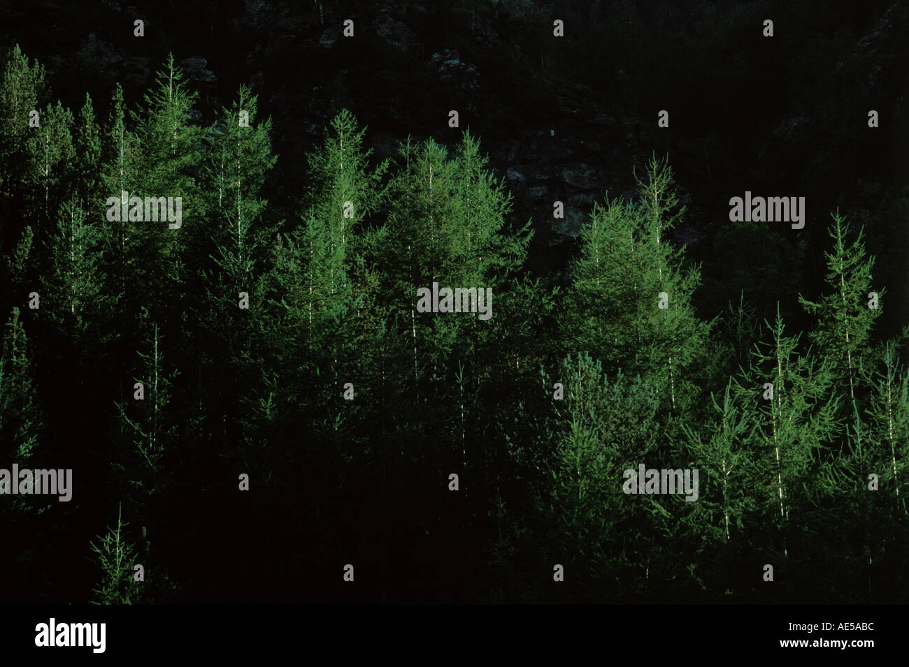 Silhouettes fir tree hi-res stock photography and images - Alamy