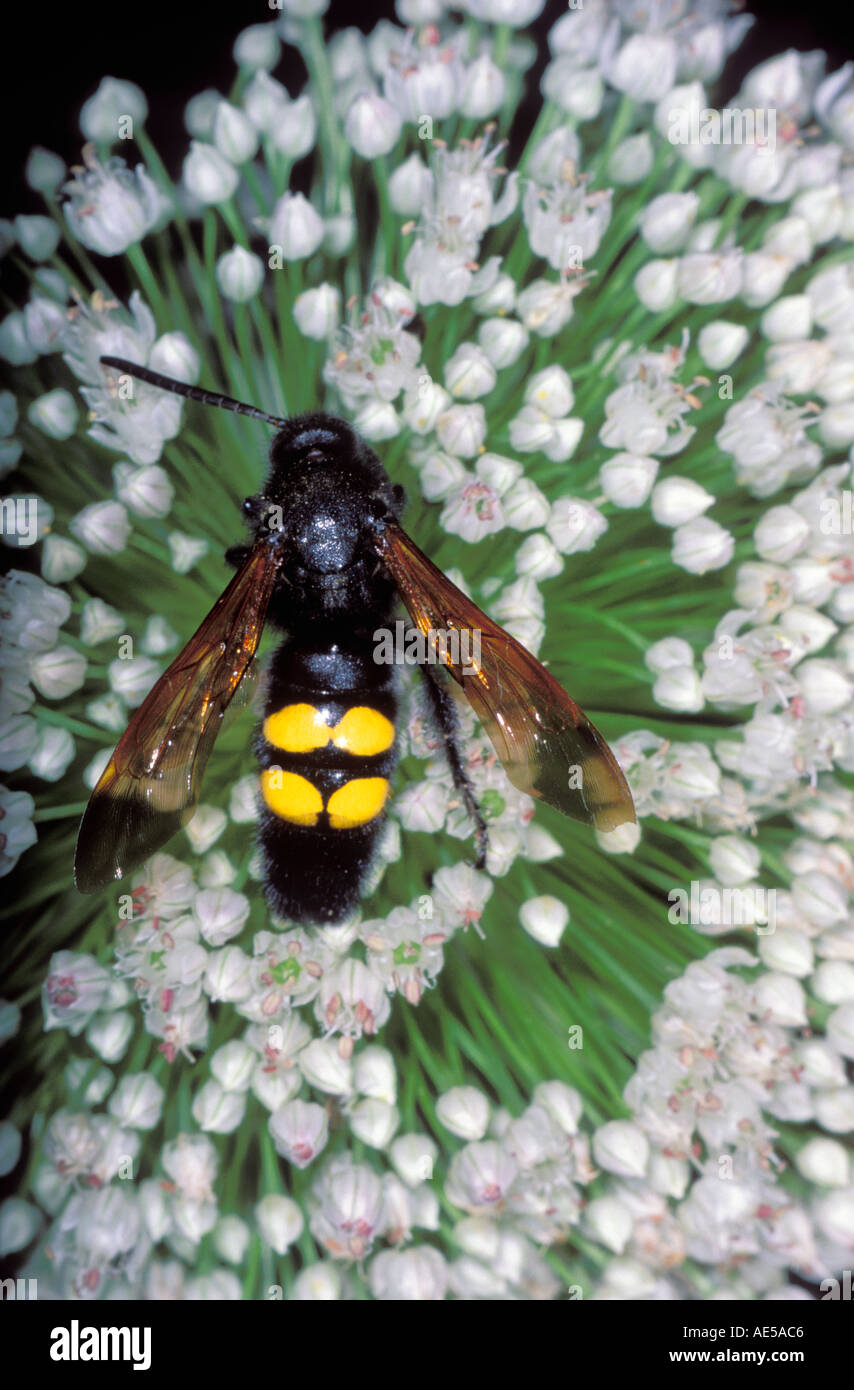 Mammoth Wasp, Megascolia maculata. Male collecting nectar on flower Stock Photo