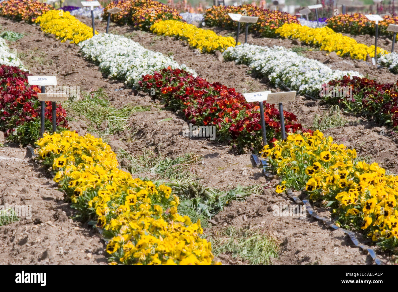 Pansy flowers growing in rows in a field as a crop in Gilroy California
