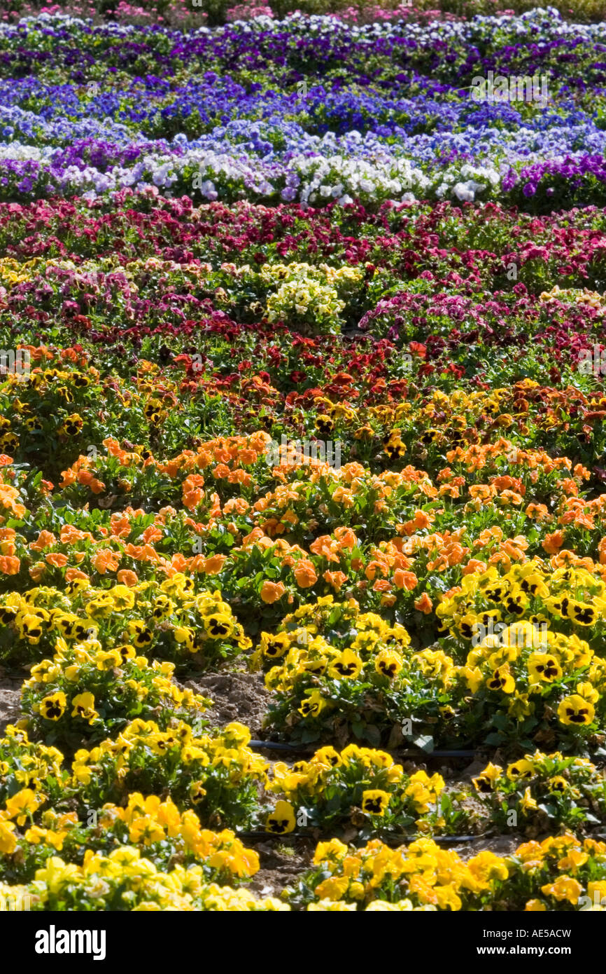 Pansy flowers in rainbow colors growing in rows as a crop Gilroy