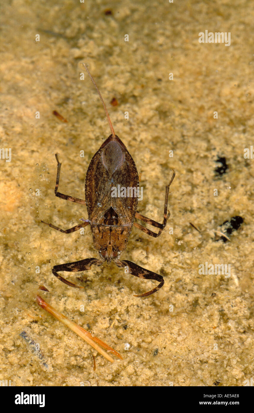 Water Scorpion, Nepa cinerea. Underwater Stock Photo