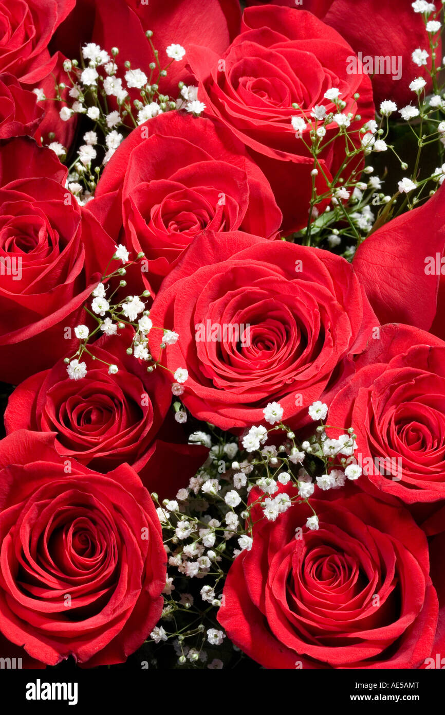 Red rose with babys breath hi-res stock photography and images - Alamy