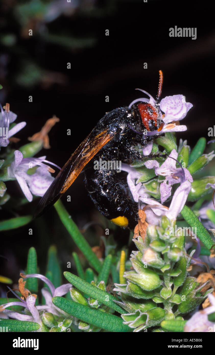 Mammoth Wasp, Megascolia maculata. Female collecting nectar on flower Stock Photo