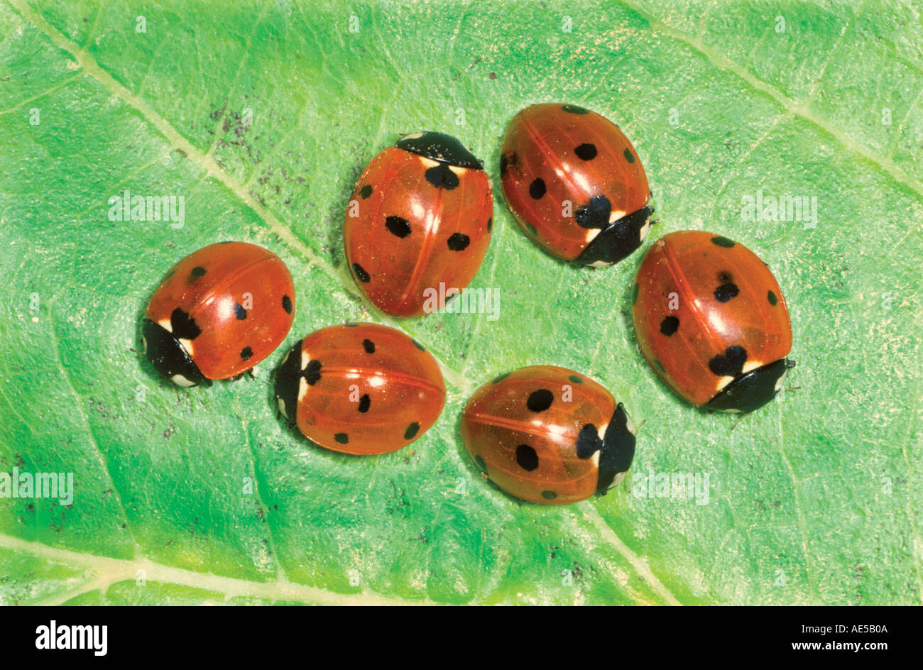 7 spot 7 punctata coccinellidae ladybug ladybirds ladybugs beetle beetles  coleoptera insect hi-res stock photography and images - Alamy, image size:1300x944