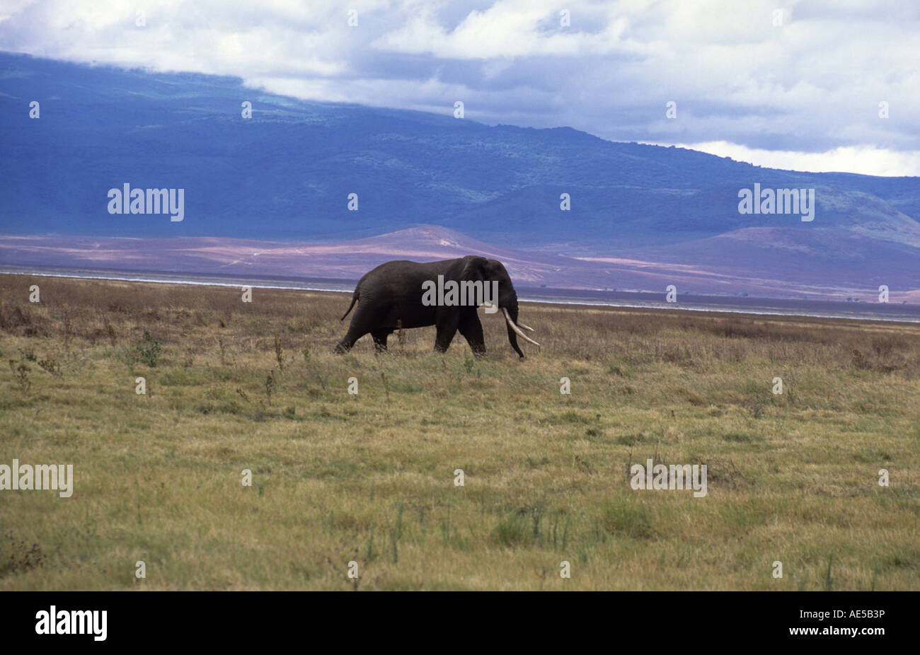 An African Elephant in Ngorongoro Conservation Area, Tanzania. Stock Photo