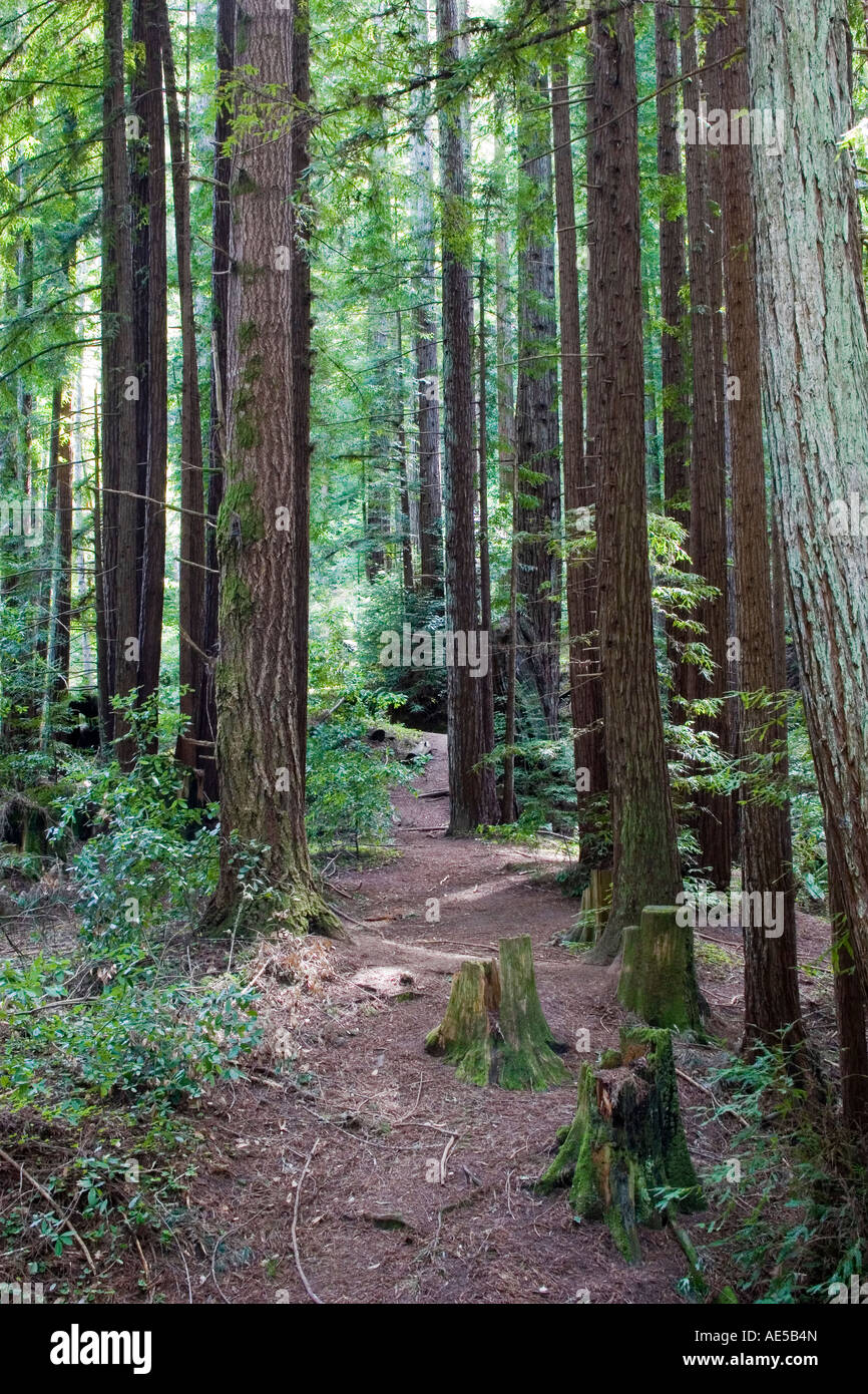Path winding between tall redwood trees in a redwood forest in Northern