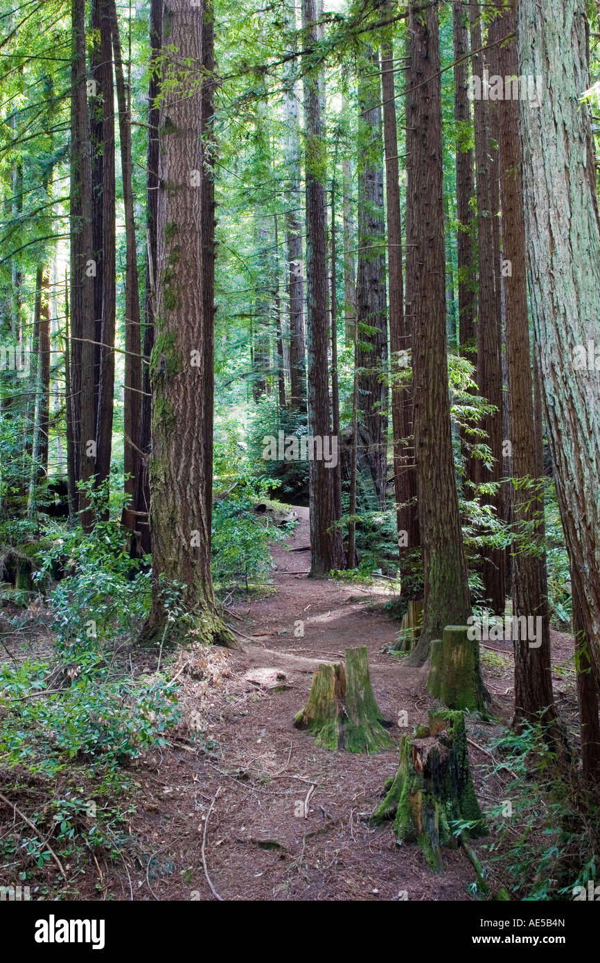 Path winding between tall redwood trees in a redwood forest in Northern California - Corralitos California Stock Photo