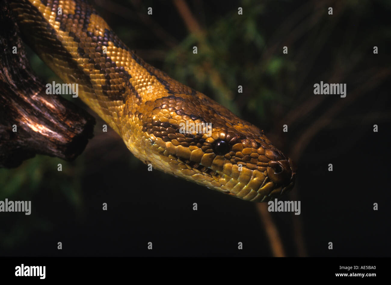 Australia snake night hi-res stock photography and images - Alamy