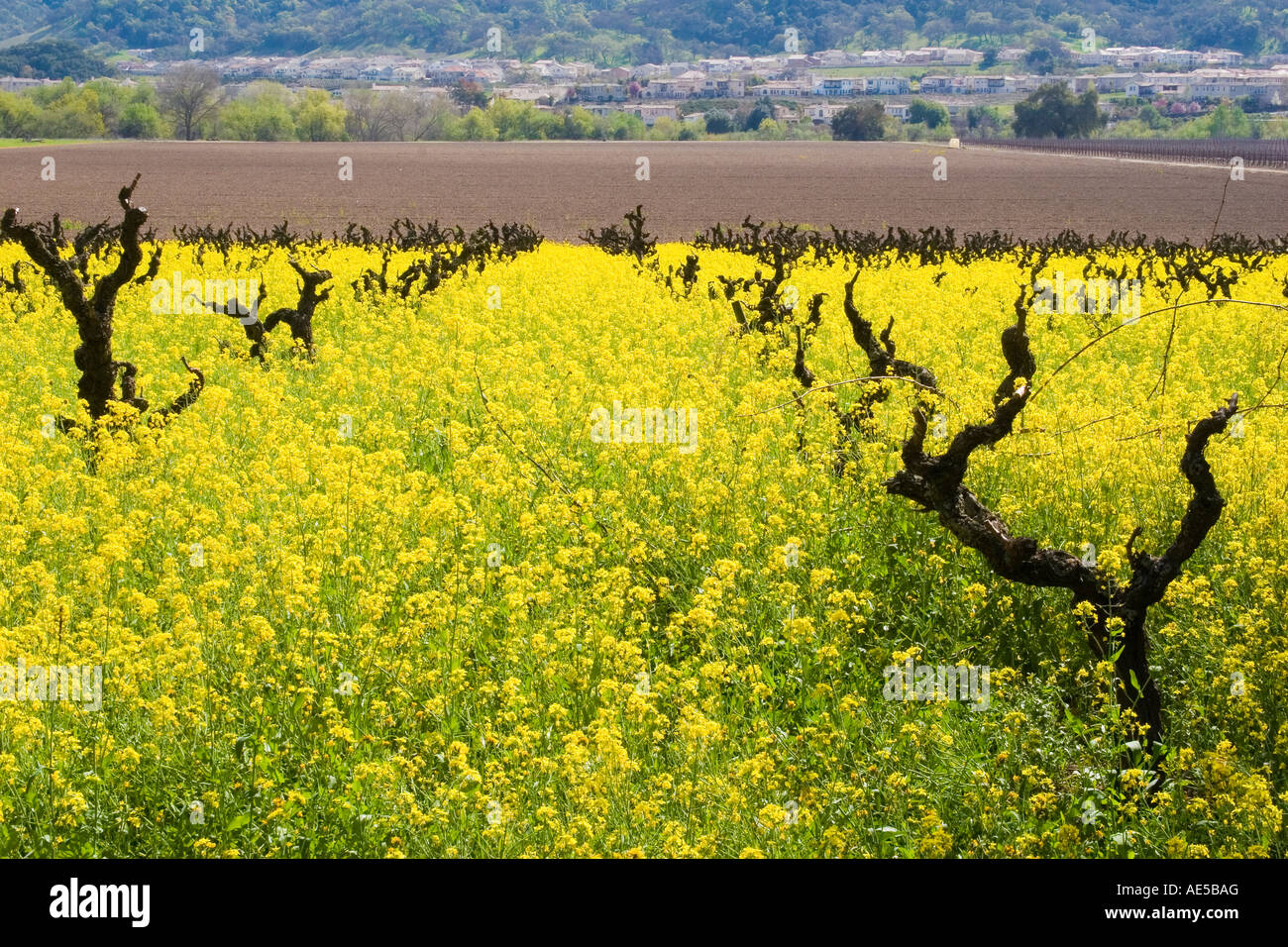 Yellow wild mustard plants growing in a vineyard field in spring with a