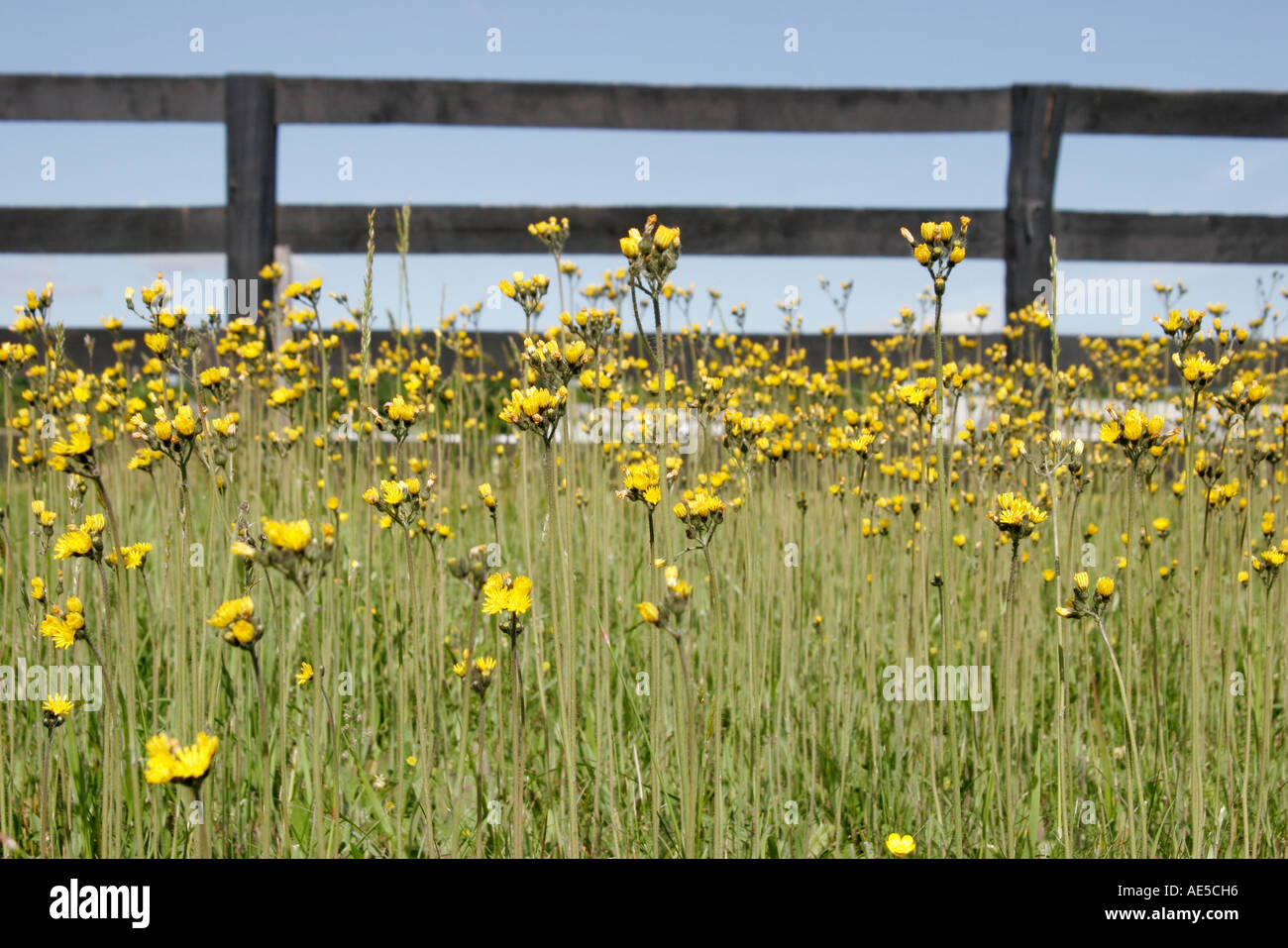 Virginia Loudoun County,Gilbert's Corner,US 15,wild flower,flower,fence,VA060522165 Stock Photo