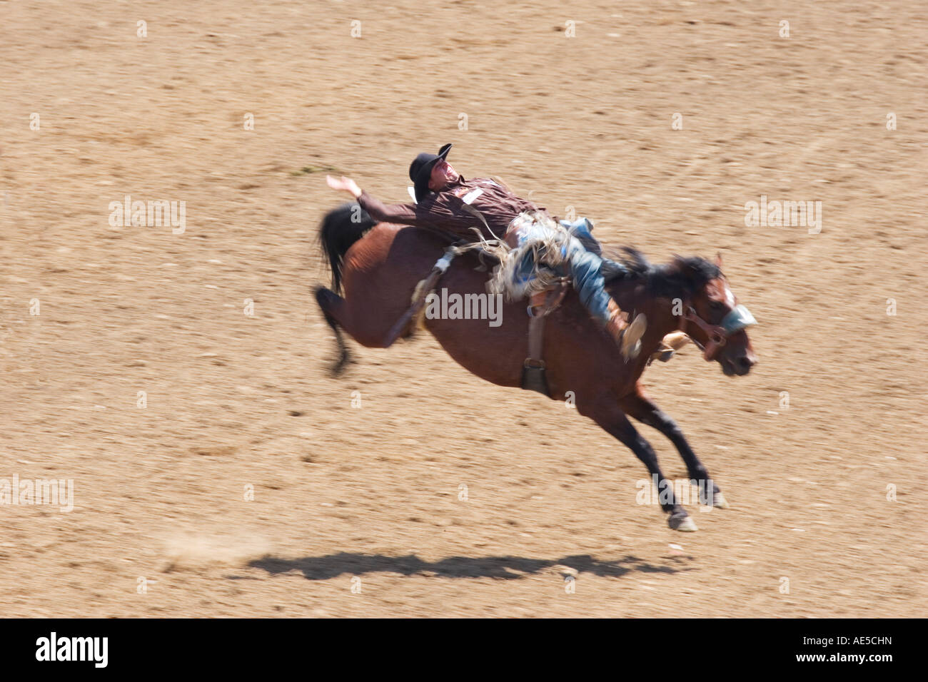 Cowboy riding a bucking horse being thrown back as the horse jumps forward at the California Salinas Rodeo Stock Photo