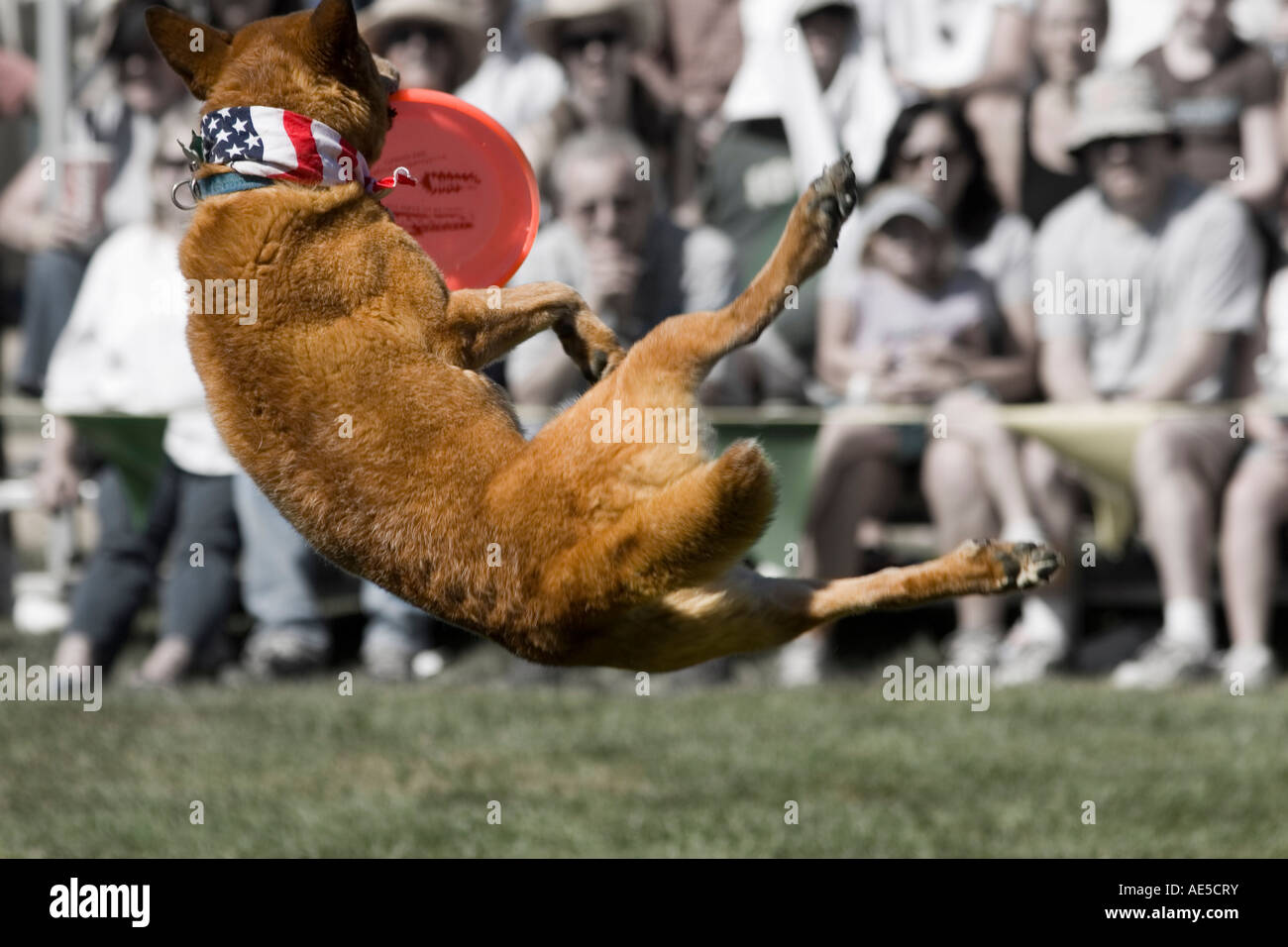 Acrobatic dog jumping and twisting in air to catch frisbee in front of