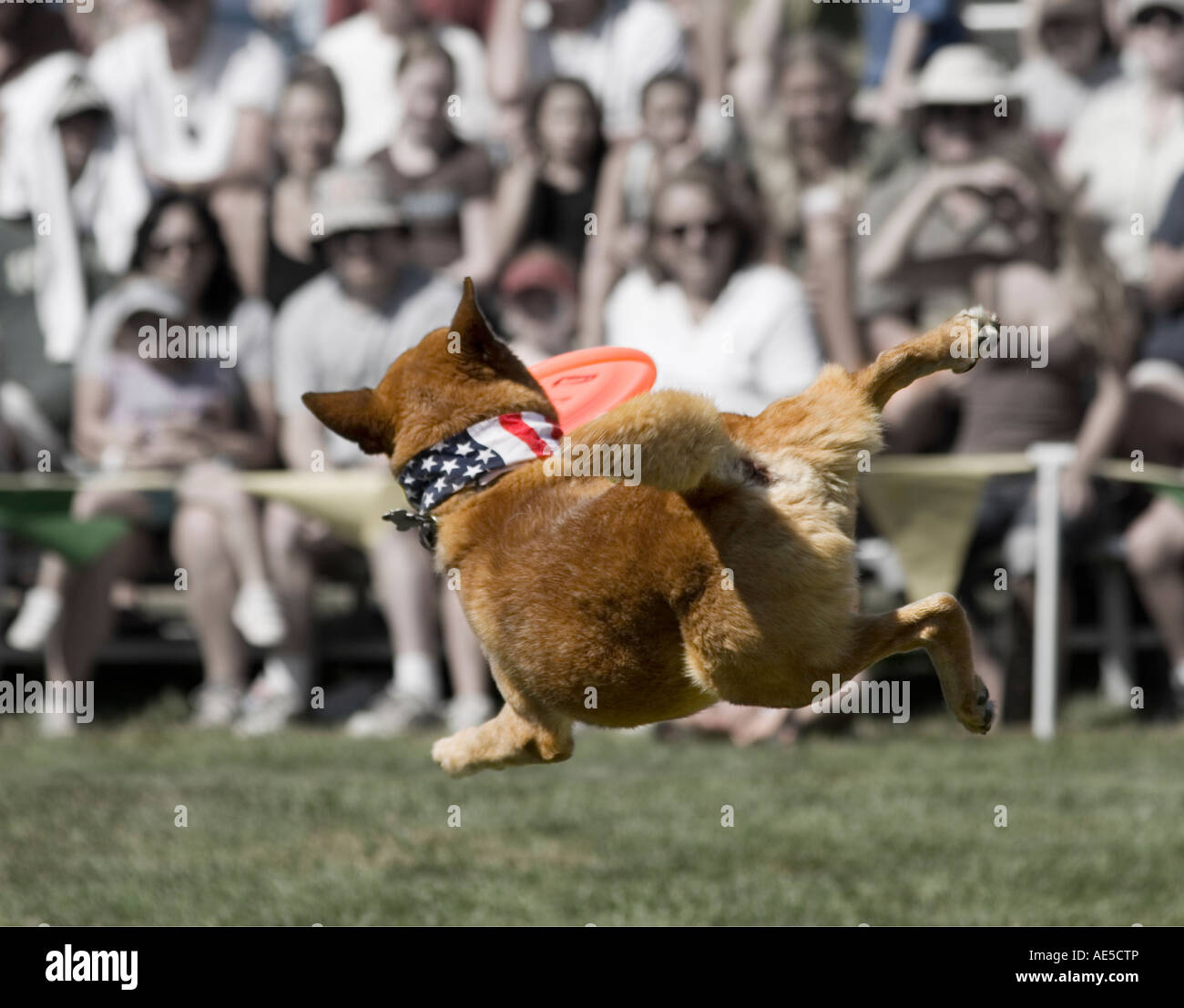 Dog jumping into the air to catch frisbee hires stock photography and
