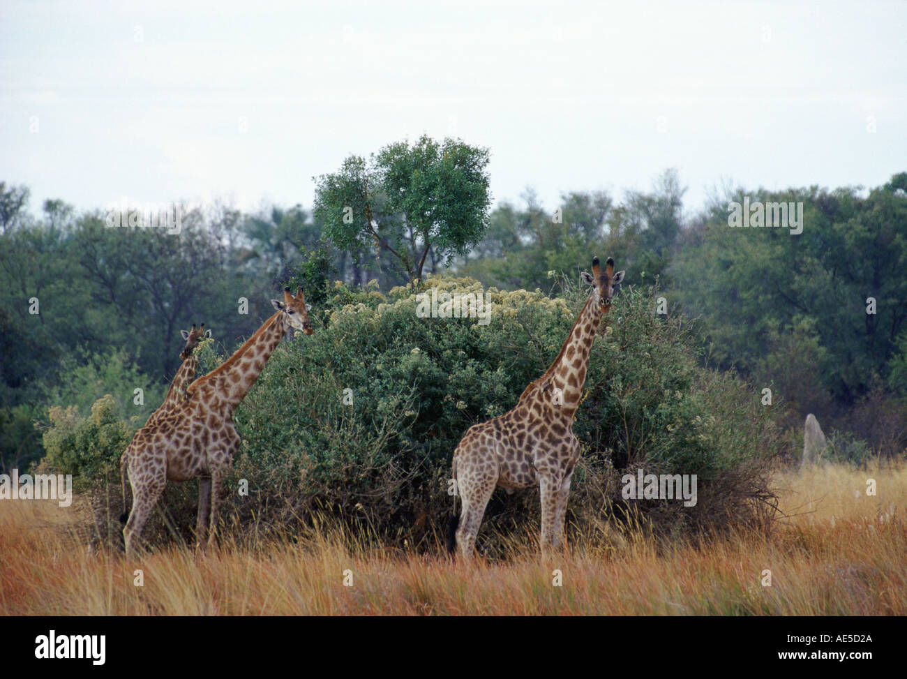 Herd of three giraffes in Moremi National Park Botswana Stock Photo