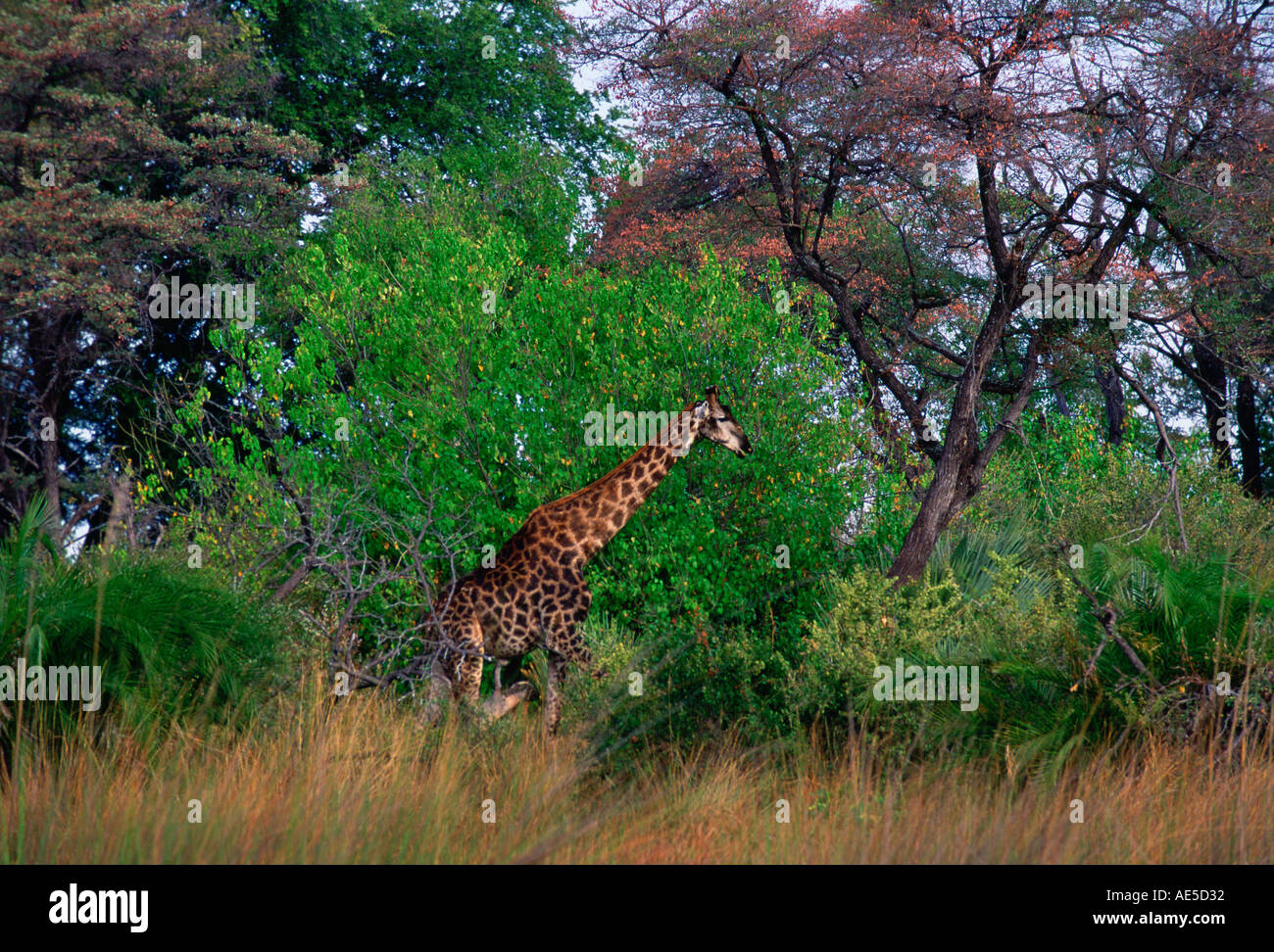 Giraffe in Moremi National Park Botswana Stock Photo