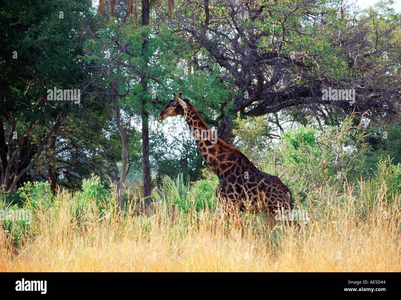 Giraffe in Moremi National Park Botswana Stock Photo