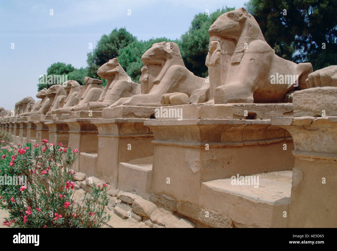 Avenue of the Rams at Karnak Temple in Luxor Egypt Stock Photo