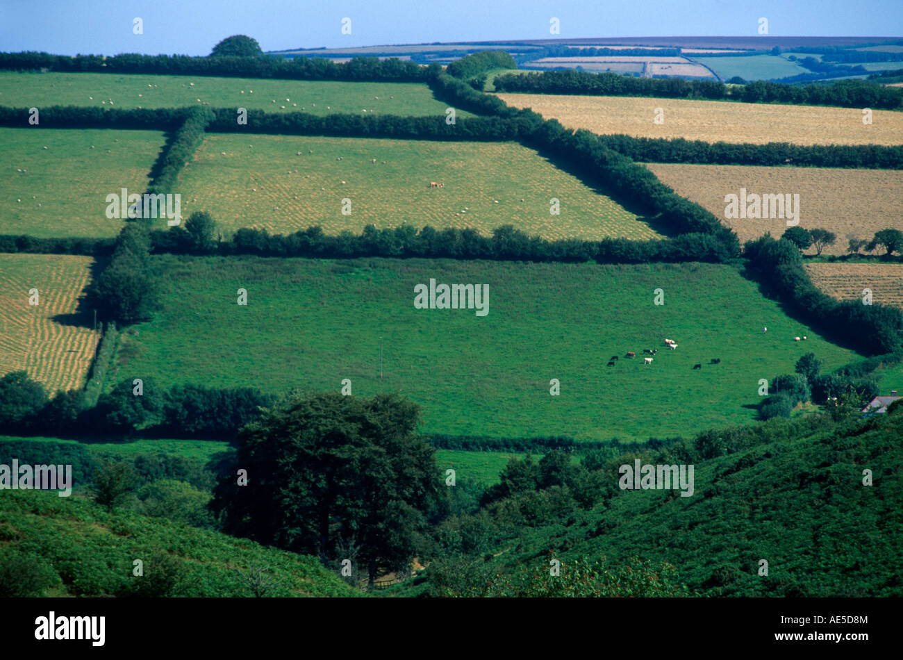 Exmoor Somerset England Farm Landscape Stock Photo - Alamy