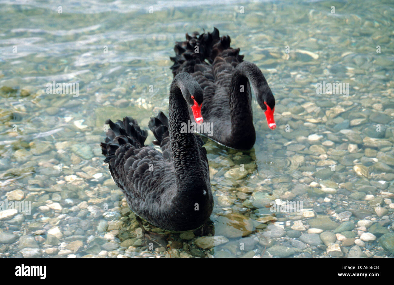 Black swans cygnus atratus at the Bavarian Lake Starnberg near Munich Germany Stock Photo