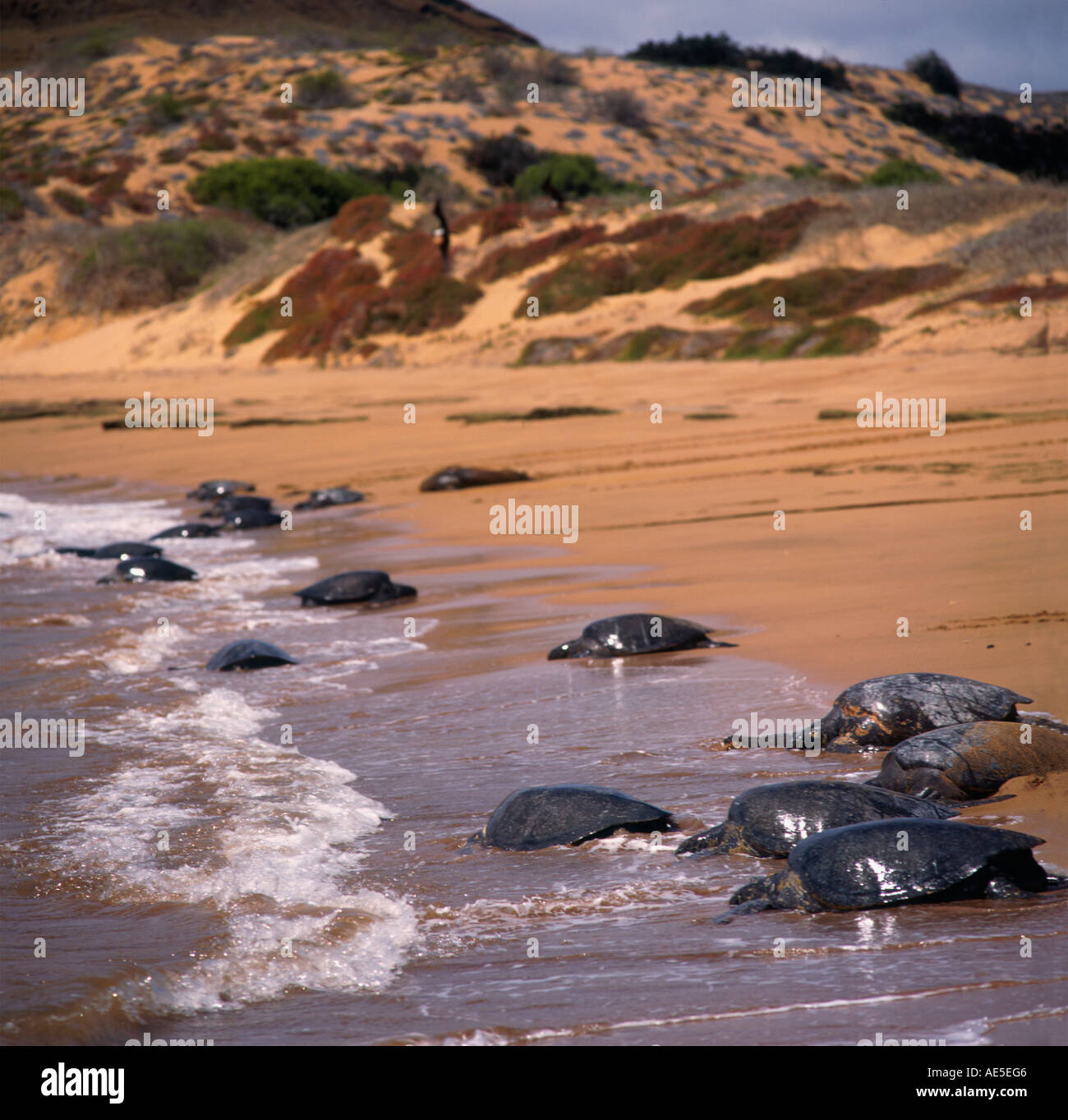 Giant female marine turtles rest on sandy beach avoiding amorous males at sea Isla Bartolome The Galapagos Islands Ecuador Stock Photo
