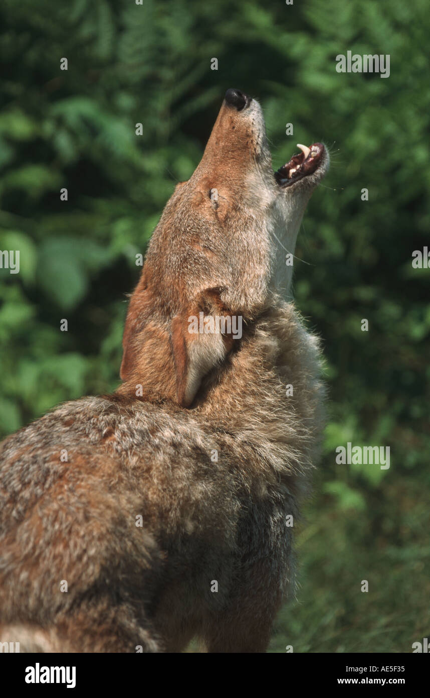 Howling coyote hi-res stock photography and images - Page 9 - Alamy, image size:858x1390