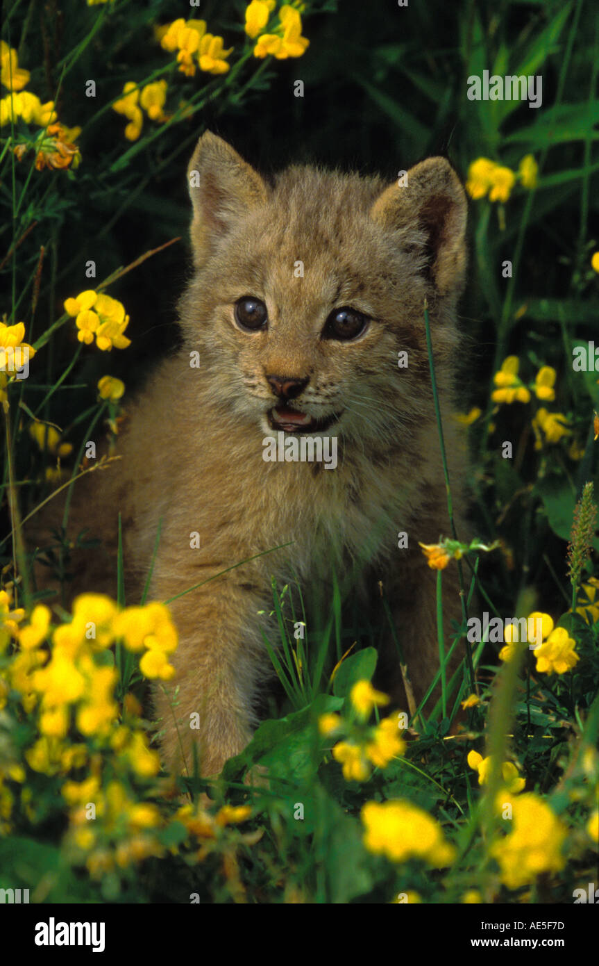 Canadian Lynx Kit in Wildflowers Lynx Canadensis Spanish Ontario CANADA Stock Photo