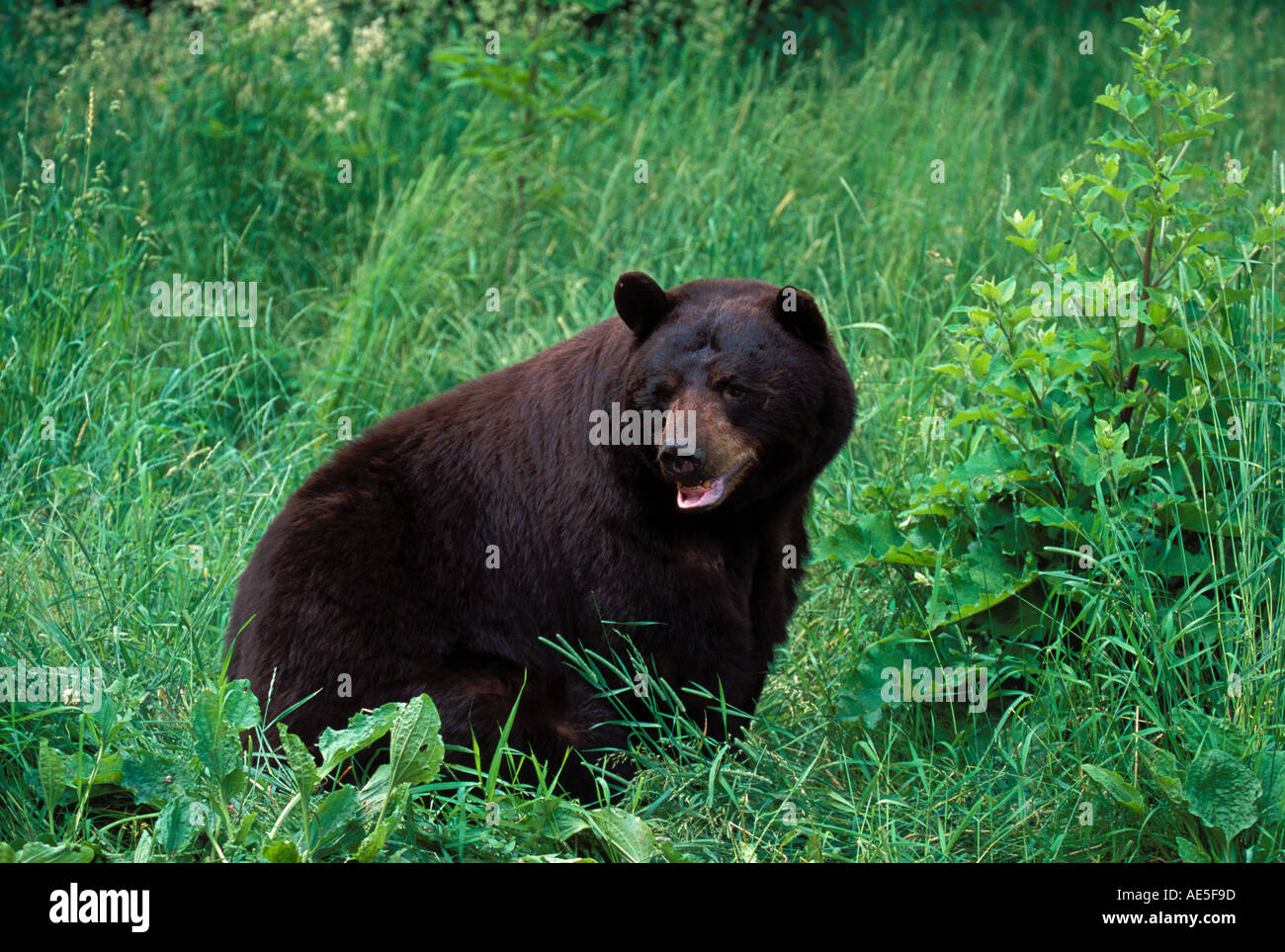 Black Bear in Grass Ursus americanus Orr MINNESOTA Stock Photo Alamy