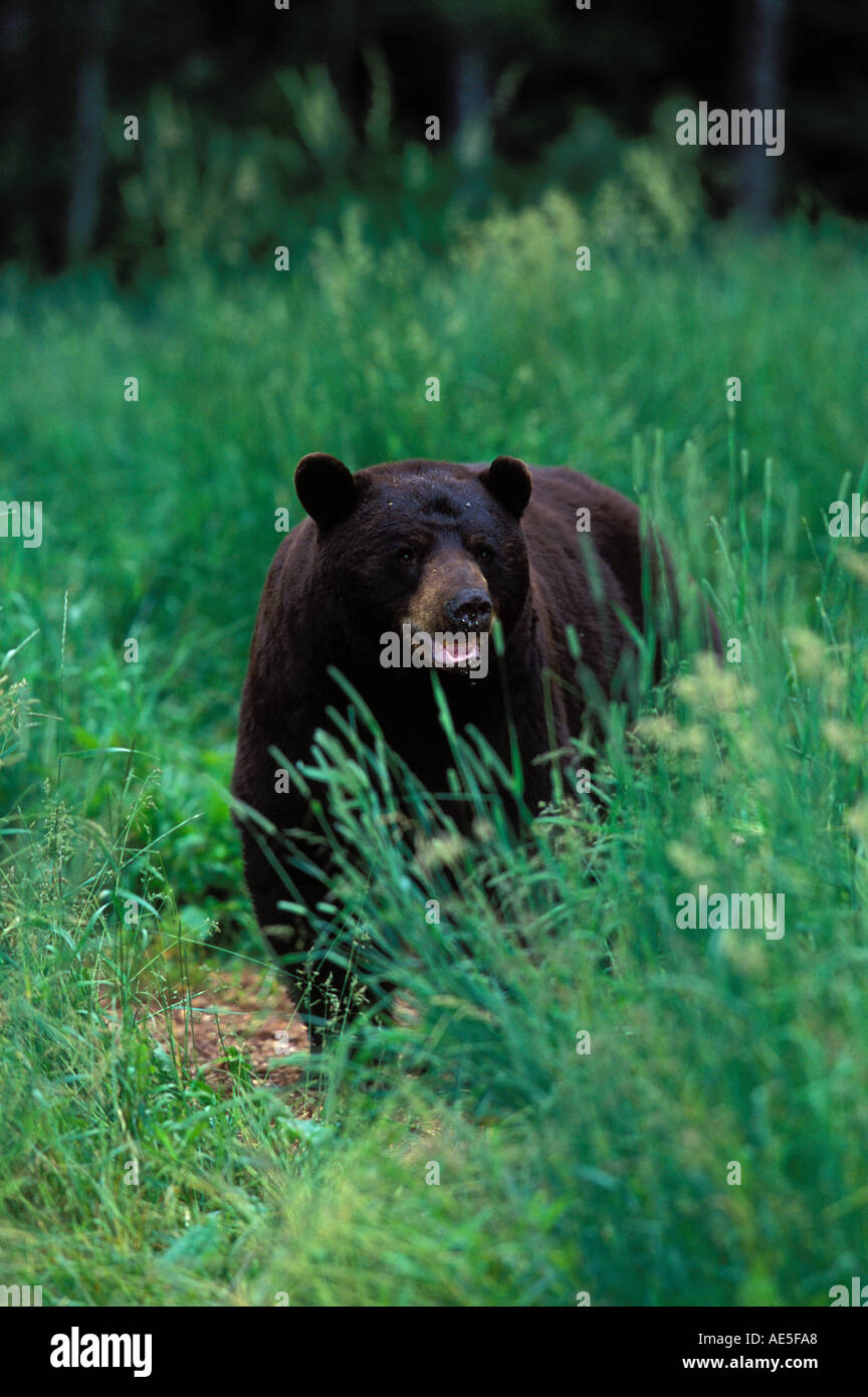 Black Bear in Grass Ursus americanus Orr MINNESOTA Stock Photo Alamy