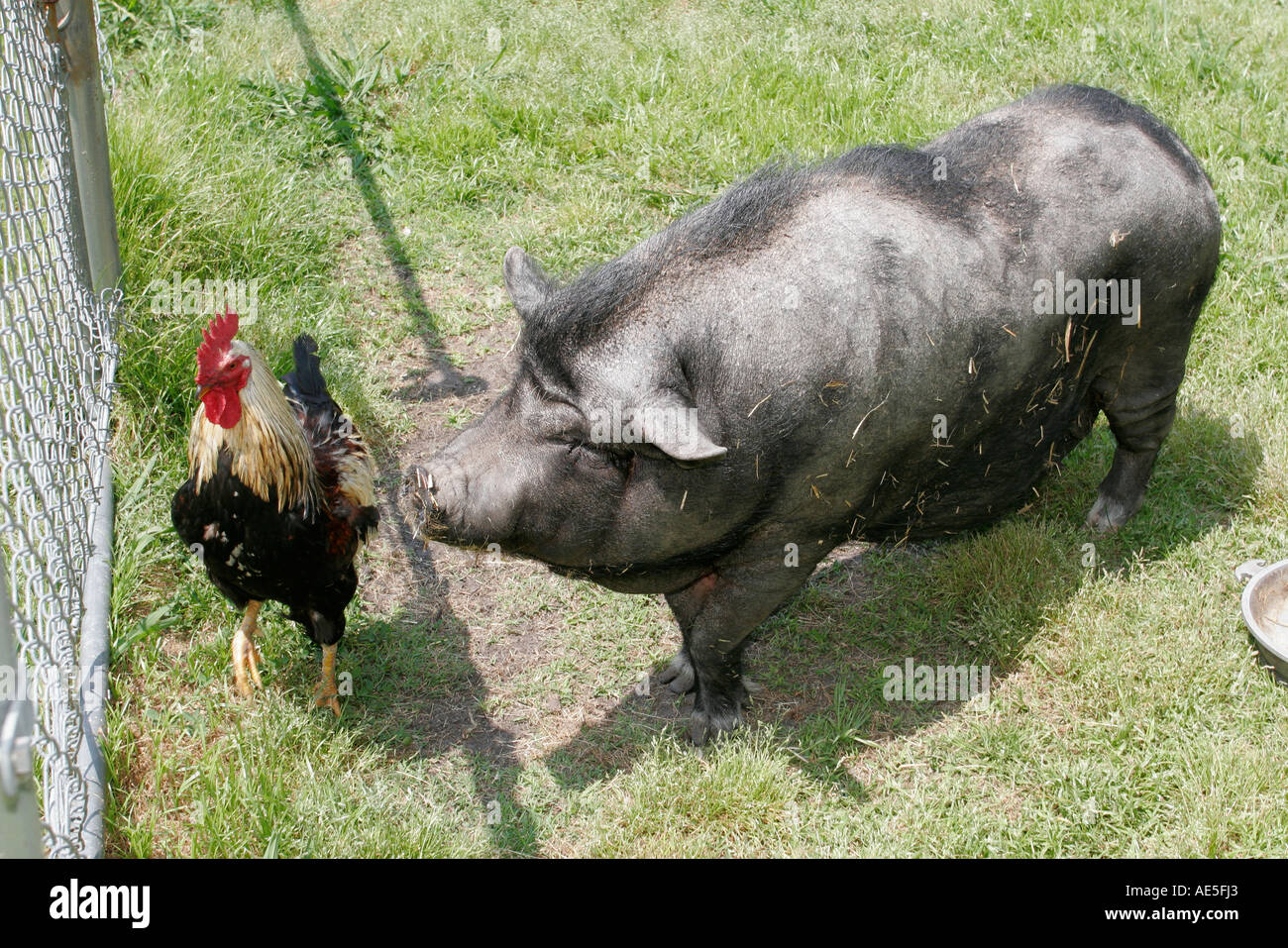 Chesapeake Virginia Chesapeake Campground And Cottages Petting Zoo