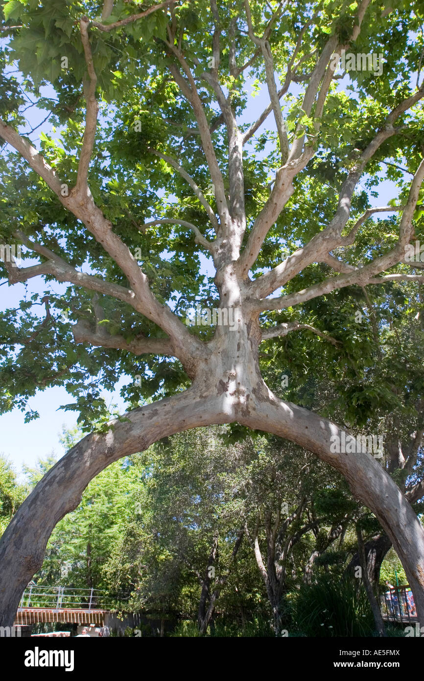 Two sycamore trees turned into one tree with an archway trunk at Bonfante Gardens in Gilroy California Stock Photo