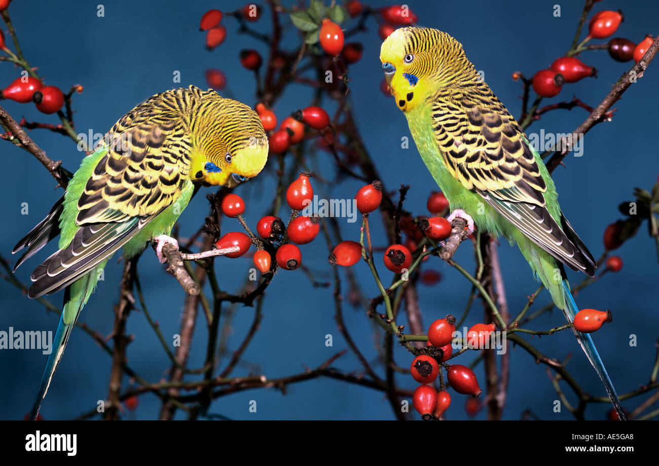 two budgerigars nibbling at haws / Melopsittacus undulatus Stock Photo