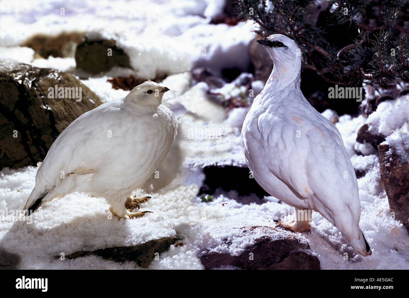 two Ptarmigans in winter / Lagopus mutus Stock Photo