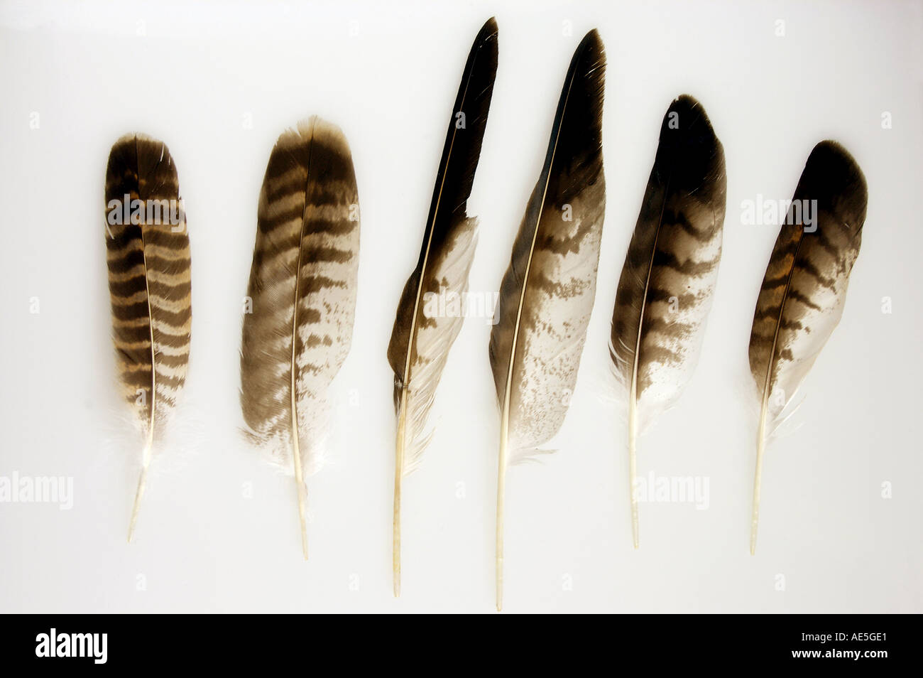 Common Buzzard (Buteo buteo). Feathers on white background Stock Photo